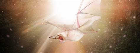The Evolutionary Connection between Bats and Human Body Magic